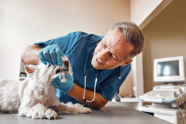 Best Same-Day Emergency Dental Services in Wilson, OK